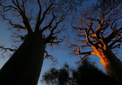 Baobabs, entre terre et mer, à la rencontre des Vezos, (Madagascar) - 22h30