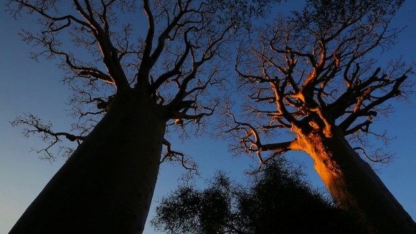 Baobabs, entre terre et mer, &agrave; la rencontre des Vezos, (Madagascar) - 22h30